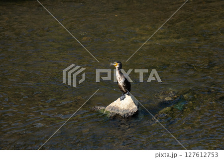 岩の上に佇むカワウ 127612753