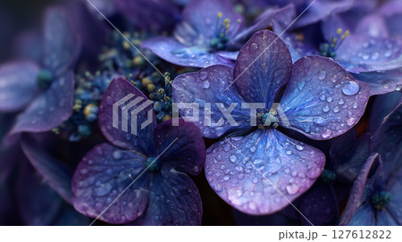 梅雨の季節を彩る紫陽花:鮮やかな色彩と水滴 梅雨の季節を彩る紫陽花:鮮やかな色彩と水滴 127612822