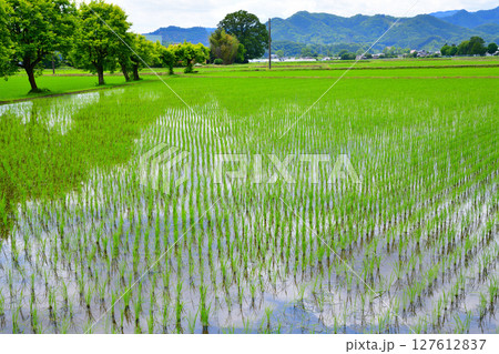医王寺前の眺め 田植え後の田園風景 鹿沼市北半田 医王寺前の眺め 田植え後の田園風景 鹿沼市北半田 127612837