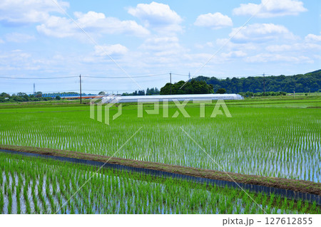 医王寺前の眺め　田植え後の田園風景　鹿沼市北半田 127612855