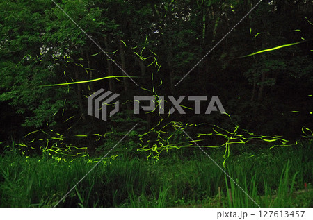 ゲンジボタルの乱舞 ゲンジボタルの乱舞 127613457