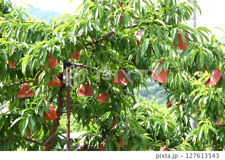 モモの栽培・農作業風景 127613543