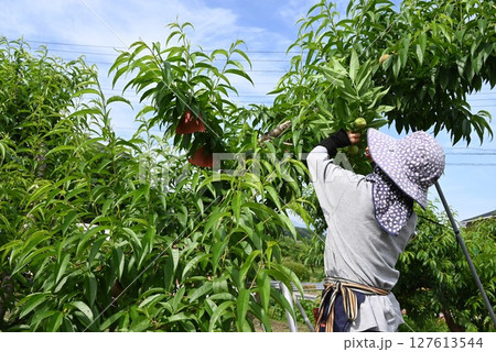 モモの栽培・農作業風景 127613544