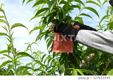 モモの栽培・農作業風景 127613545