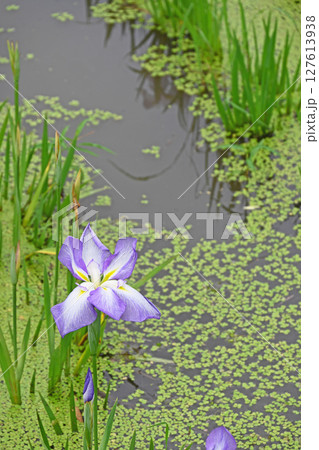 花菖蒲 花菖蒲 127613938