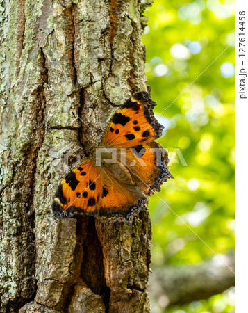 クヌギの木の樹液を吸いに来たヒオドシチョウ 127614458