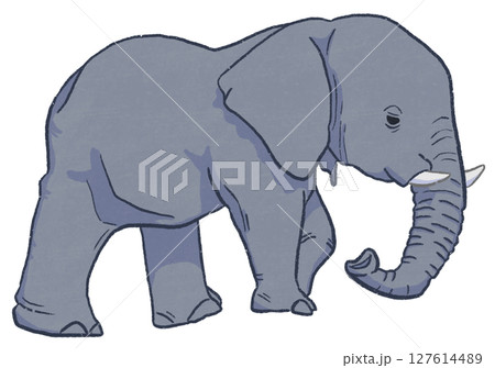 ゾウ 127614489