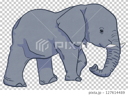 ゾウ 127614489