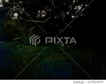 ゲンジボタルの乱舞 127614547