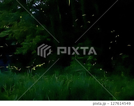 ゲンジボタルの乱舞 127614549