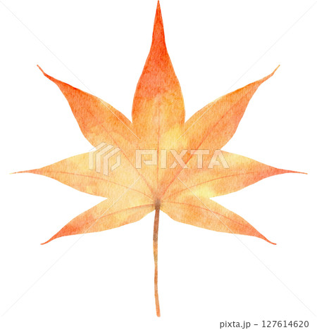 紅葉　モミジの葉　水彩　秋　イラスト 127614620