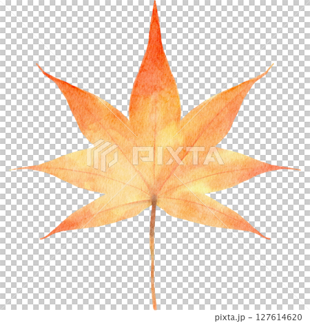 紅葉　モミジの葉　水彩　秋　イラスト 127614620