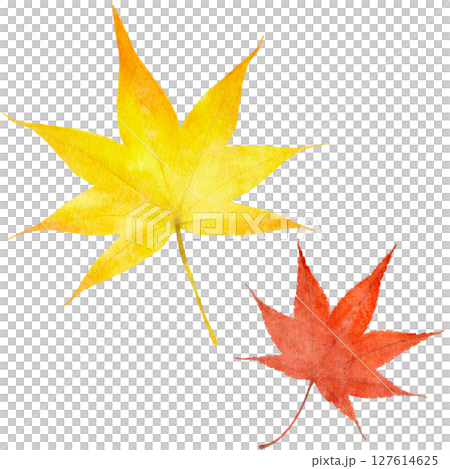 Autumn leaves, maple leaves, watercolor, autumn, illustration 127614625
