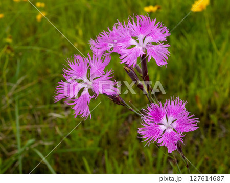 草の中に咲くカワラナデシコの花 草の中に咲くカワラナデシコの花 127614687