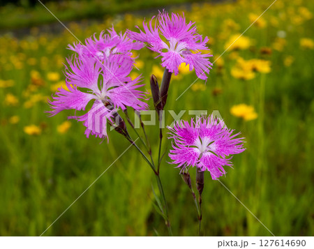 草の中に咲くカワラナデシコの花 127614690