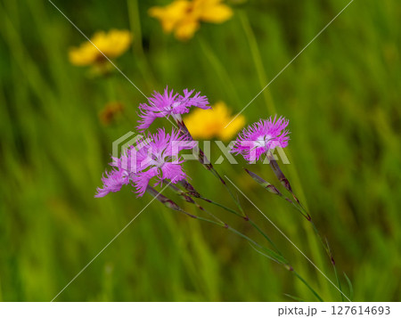 草の中に咲くカワラナデシコの花 127614693