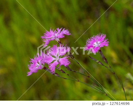 草の中に咲くカワラナデシコの花 草の中に咲くカワラナデシコの花 127614696
