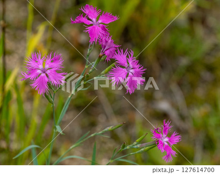 草の中に咲くカワラナデシコの花 127614700