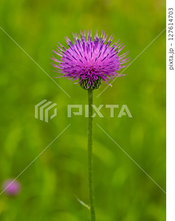 ノアザミの花 127614703