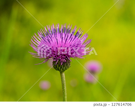 ノアザミの花 127614706