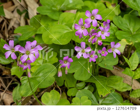 ムラサキカタバミの花 127614709