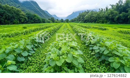 fresh green tea plantation in the mountains 127614882