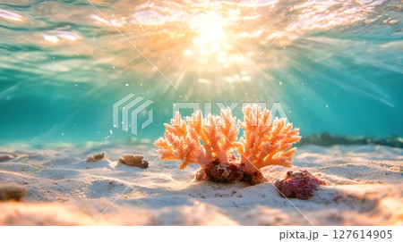underwater coral reef with tropical fish 127614905