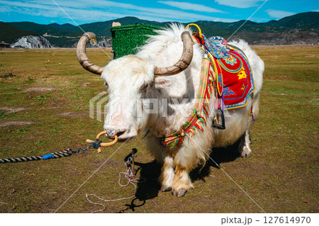 Decorated White Tibetan Yak in Napahai lake in Shangri-la 127614970