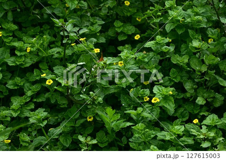 ミゾホオズキの花・溝酸漿 127615003