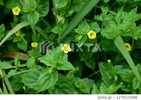 ミゾホオズキの花・溝酸漿 127615006