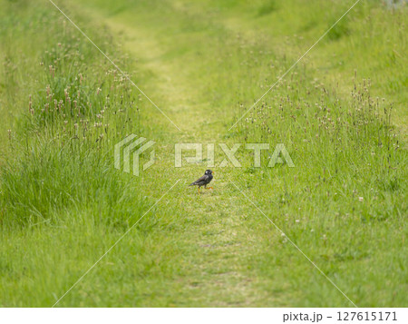 河川敷で餌を探すツグミ 127615171