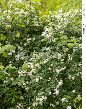 河川敷に咲くノイバラの花 127615193