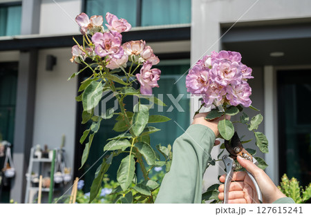 Cropped shot view of someone trying to cut purple colors roses from rose tree. Cropped shot view of someone trying to cut purple colors roses from rose tree. 127615241
