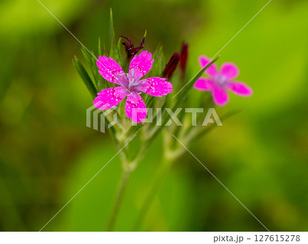 ノハラナデシコの花 127615278