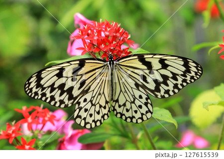 オオゴマダラ（石垣島） 127615539