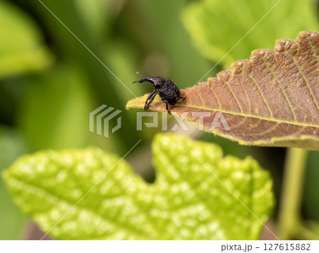 葉の上にいるブドウハマキチョッキリ 127615882