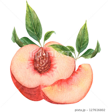 Juicy peach in watercolor. Whole peach and a piece. Peach flowers. Juicy peach in watercolor. Whole peach and a piece. Peach flowers. 127616802