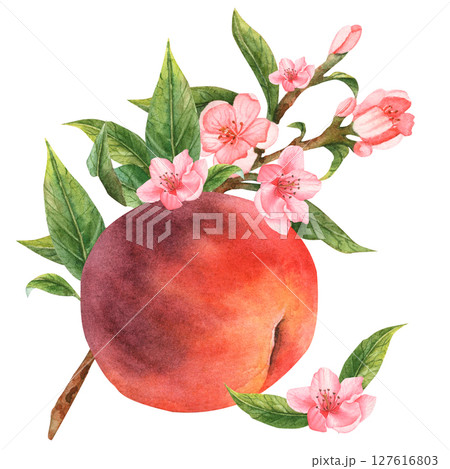 Juicy peach in watercolor. Whole peach and a piece. Peach flowers. 127616803