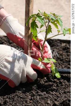 Tomato Tomato 127617372