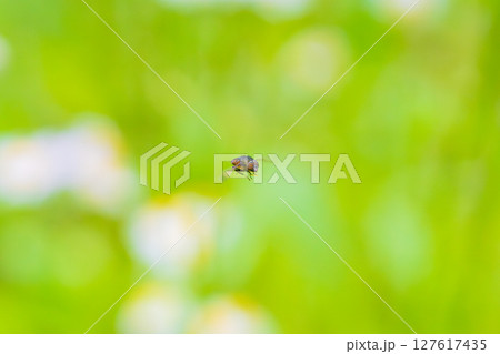 花畑を飛ぶツマグロキンバエ 127617435