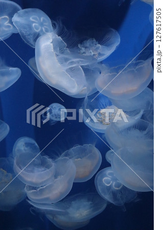 水族館　神戸須磨シーワールド　神戸市須磨区　クラゲ　海月　癒し系　夏休み　夏　暗闇　ストレス解消 127617505