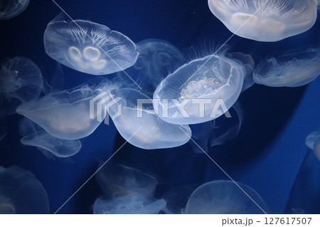 水族館　神戸須磨シーワールド　神戸市須磨区　クラゲ　海月　癒し系　夏休み　夏　暗闇　ストレス解消 127617507
