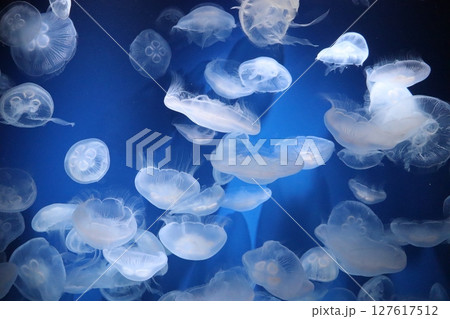 水族館　神戸須磨シーワールド　神戸市須磨区　クラゲ　海月　癒し系　夏休み　夏　暗闇　ストレス解消 127617512
