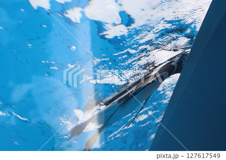 神戸市須磨区 神戸須磨シーワールド ペンギン 水族館 JR須磨海浜公園駅 夏休み 家族 哺乳類 神戸市須磨区 神戸須磨シーワールド ペンギン 水族館 JR須磨海浜公園駅 夏休み 家族 哺乳類 127617549