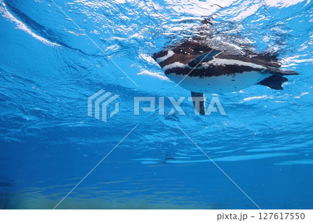 神戸市須磨区　神戸須磨シーワールド　ペンギン　水族館　JR須磨海浜公園駅　夏休み　家族　哺乳類 127617550