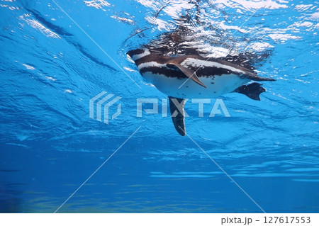 神戸市須磨区　神戸須磨シーワールド　ペンギン　水族館　JR須磨海浜公園駅　夏休み　家族　哺乳類 127617553