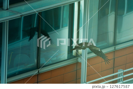 the black kite in Hong Kong is flying between the glass building and office the black kite in Hong Kong is flying between the glass building and office 127617587