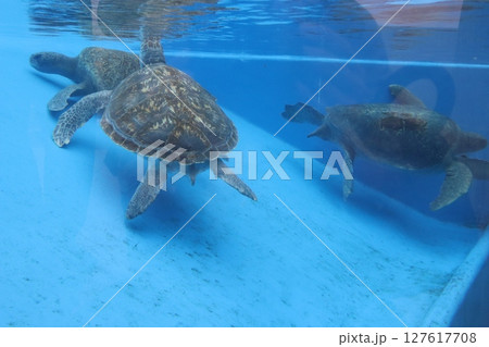 ウミガメ　水族館　神戸須磨シーワールド　亀の甲　遊泳 127617708
