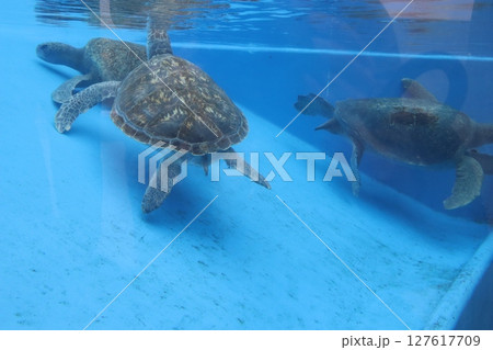 ウミガメ 水族館 神戸須磨シーワールド 亀の甲 遊泳 ウミガメ 水族館 神戸須磨シーワールド 亀の甲 遊泳 127617709