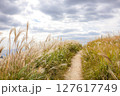 秋空の下に続くススキの小道 127617749